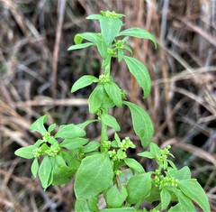 Oxybasis chenopodioides