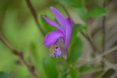 Arethusa bulbosa
