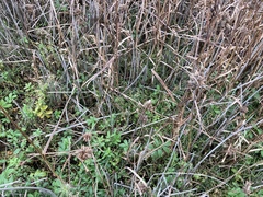 Oxybasis chenopodioides