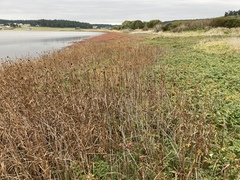 Oxybasis chenopodioides