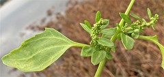 Oxybasis chenopodioides