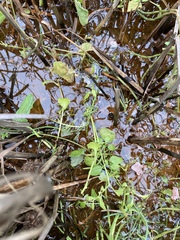 Oxybasis chenopodioides