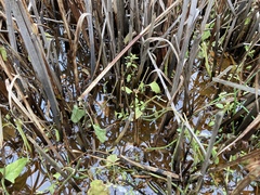 Oxybasis chenopodioides