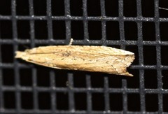 Bactra venosana