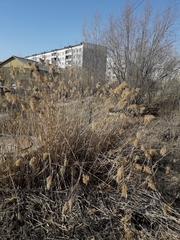 Phragmites australis