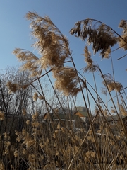 Phragmites australis