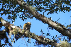 Dryobates spilogaster