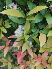 Syzygium hancei