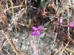Clarkia franciscana