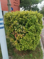 Syzygium hancei