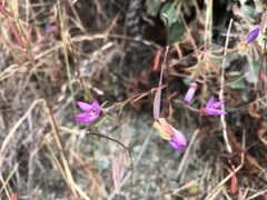 Clarkia franciscana