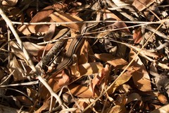 Aspronema dorsivittatum