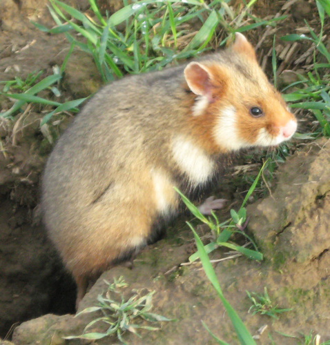 Eurasian Hamster