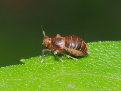Pissonotus marginatus