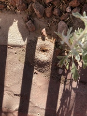 Formicidae