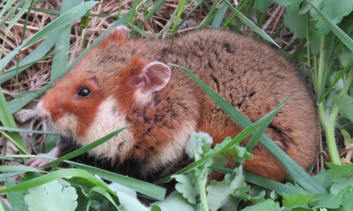 Eurasian Hamster