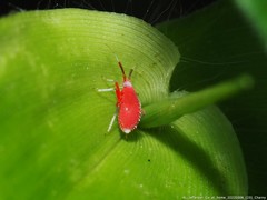 Coccobaphes frontifer