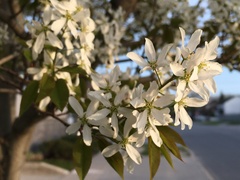 Amelanchier arborea