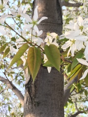Amelanchier arborea