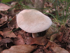 Hypomyces melanocarpus