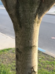 Amelanchier arborea