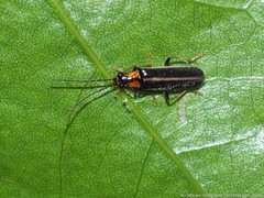 Rhagonycha lineola