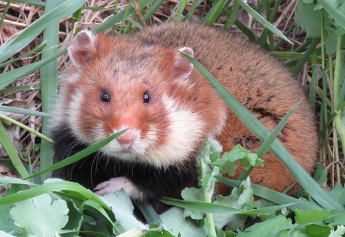 Eurasian Hamster