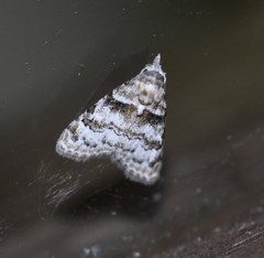 Nola euraphes