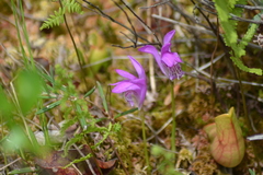 Arethusa bulbosa