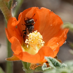 Macrotera