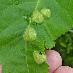 Phylloxera notabilis