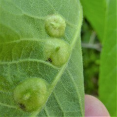 Phylloxera notabilis