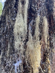 Usnea cavernosa