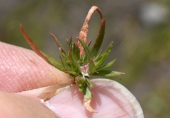 Polygonum polygaloides kelloggii