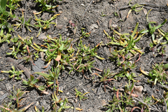 Polygonum polygaloides kelloggii