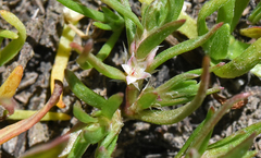 Polygonum polygaloides kelloggii