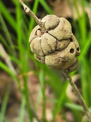 Disholcaspis quercusvirens