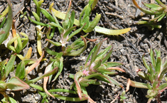 Polygonum polygaloides kelloggii