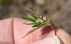 Polygonum polygaloides kelloggii