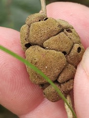 Disholcaspis quercusvirens