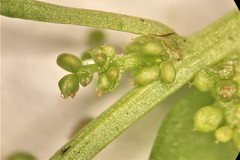 Oxybasis chenopodioides