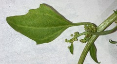 Oxybasis chenopodioides