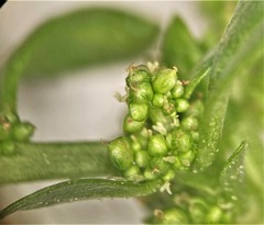 Oxybasis chenopodioides