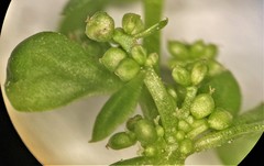 Oxybasis chenopodioides