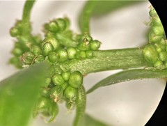 Oxybasis chenopodioides