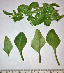 Oxybasis chenopodioides