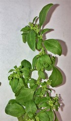 Oxybasis chenopodioides