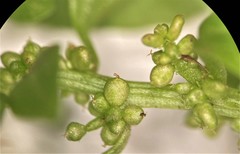 Oxybasis chenopodioides