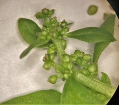 Oxybasis chenopodioides