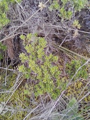 Baccharis tola